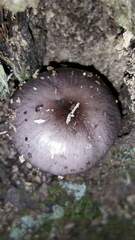 Bolbitius reticulatus