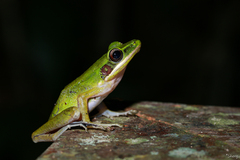 Chalcorana raniceps