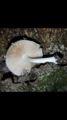 Bolbitius reticulatus