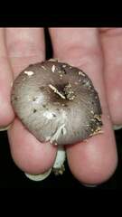 Bolbitius reticulatus