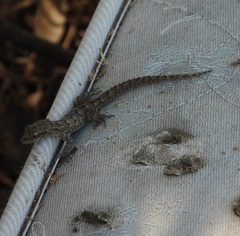 Mediodactylus orientalis