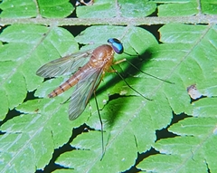 Rhagionidae