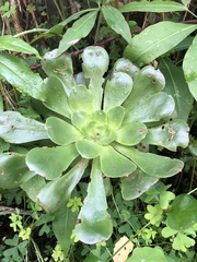 Aeonium