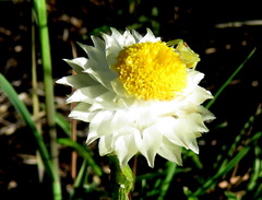 Helichrysum chionosphaerum