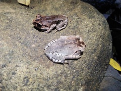 Leptobrachium hasseltii