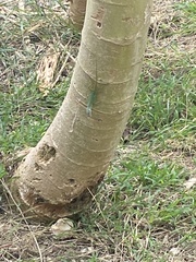 Anolis extremus