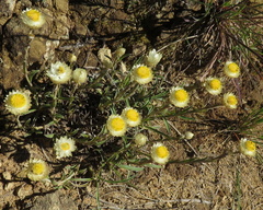 Helichrysum chionosphaerum