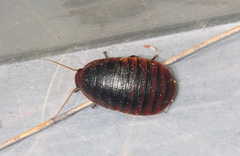 Aptera fusca