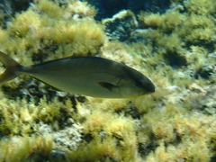 Seriola dumerili