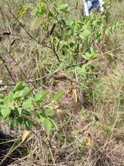 Cassiinae