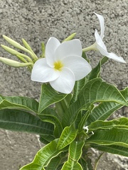 Plumeria