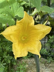 Cucurbita moschata