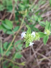 Spermacoce verticillata