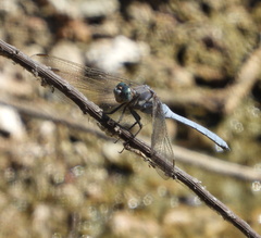 Orthetrum chrysostigma
