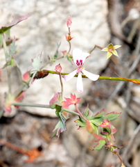 Pelargonium patulum patulum