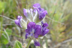 Psoralea