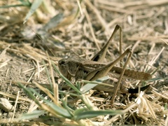 Platycleis albopunctata