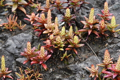 Orostachys maximowiczii