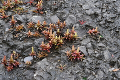 Orostachys maximowiczii