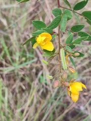Cassiinae