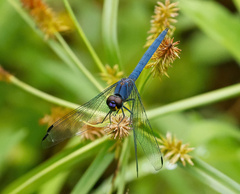 Trithemis