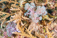 Conglomeratusclera coerulea