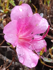 Rhododendron indicum