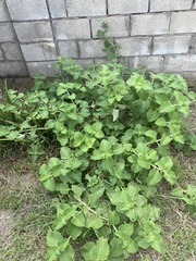 Solanum sarrachoides