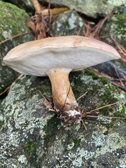 Tylopilus badiceps