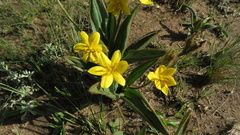 Hypoxis costata