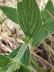 Spermacoce verticillata