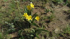 Hypoxis costata
