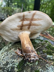 Tylopilus badiceps