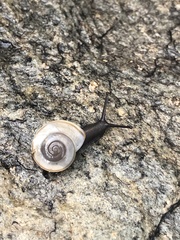 Sonorella allynsmithi