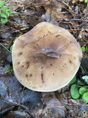 Tylopilus badiceps