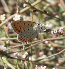 Lycaena thersamon