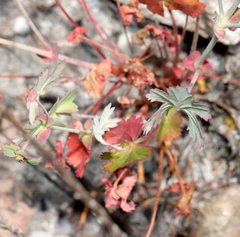 Pelargonium patulum patulum