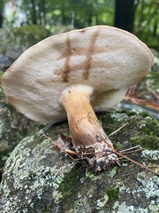 Tylopilus badiceps