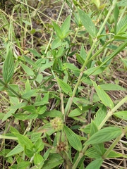 Spermacoce verticillata