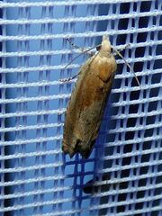 Eucosma conterminana