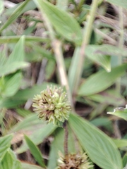 Spermacoce verticillata