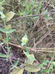 Spermacoce verticillata