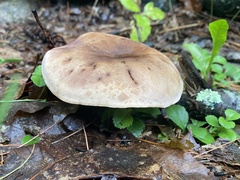 Tylopilus badiceps