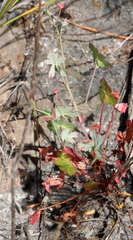 Pelargonium patulum patulum