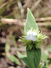 Spermacoce verticillata