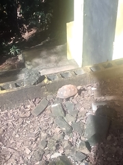 Chelonoidis carbonarius