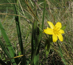 Hypoxis obtusa