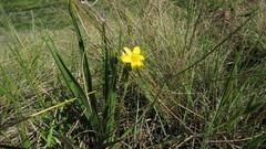 Hypoxis obtusa