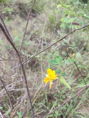 Cassiinae