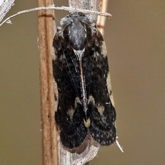 Aprivesa exuta